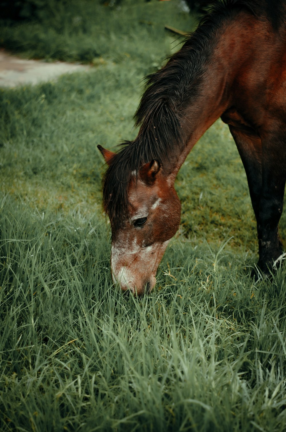 brown horse on green grass field during daytime