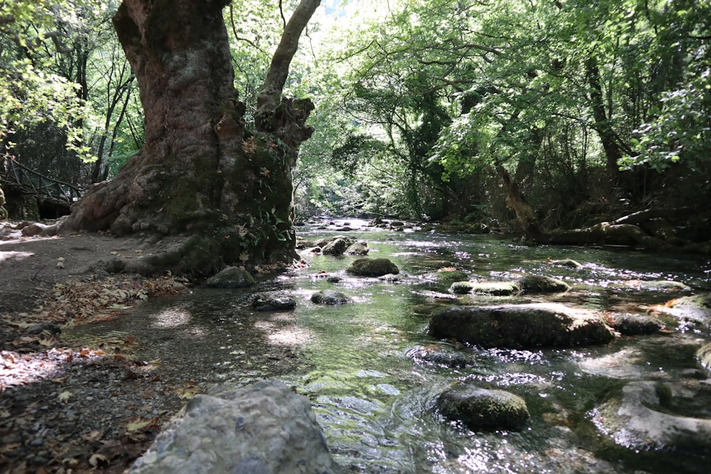 green trees beside river during daytime