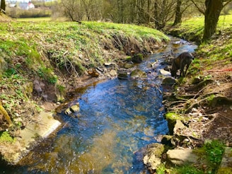 A peaceful natural river flowing by the dog daycare's expansive grounds.