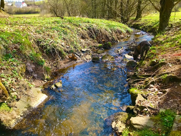 A peaceful natural river flowing by the dog daycare's expansive grounds.