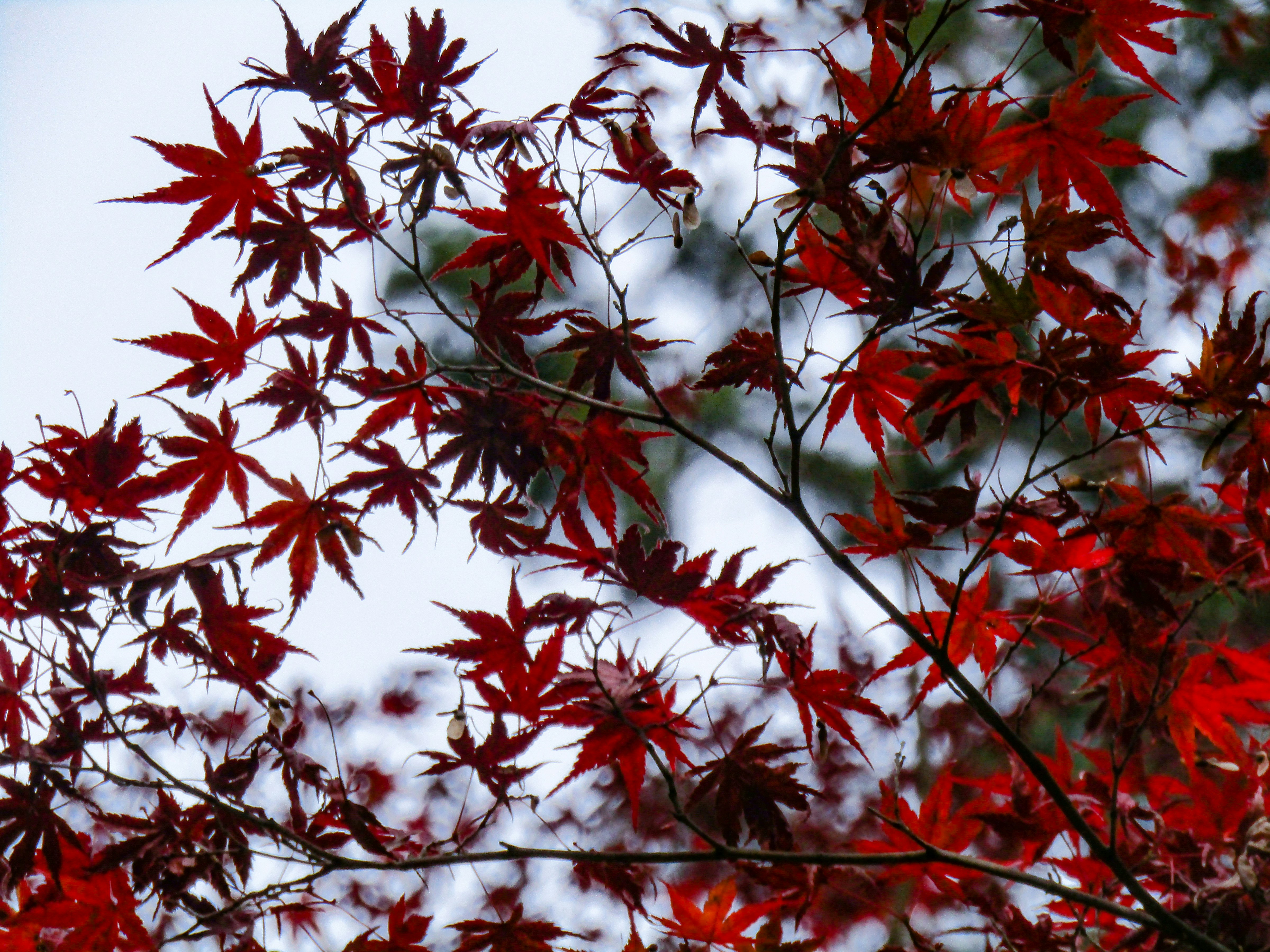 Photo by heppoko_yama