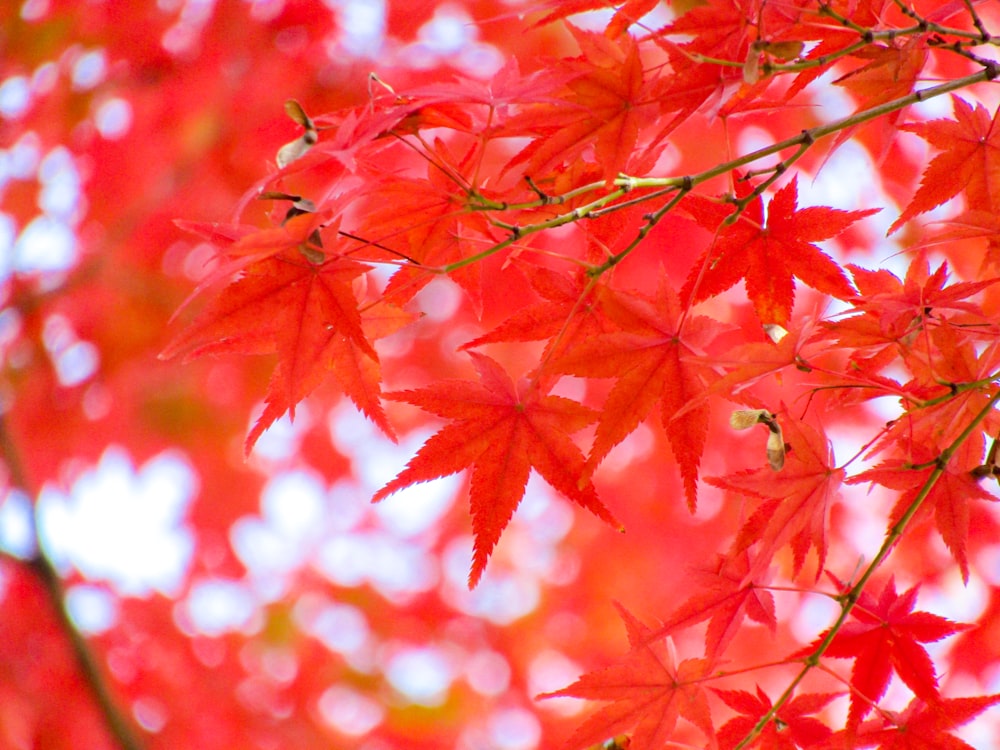 red maple leaves in close up photography