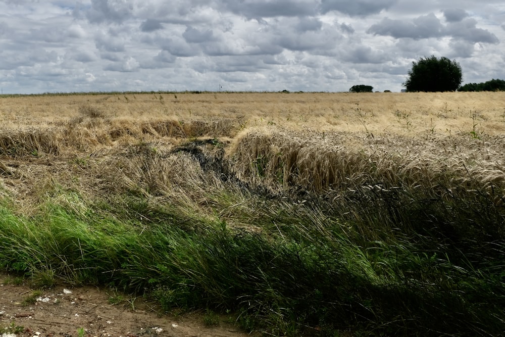 brown grass field under cloudy sky during daytime