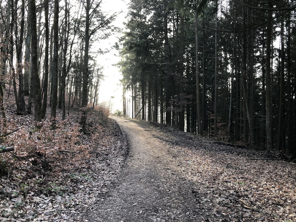 pathway between green trees during daytime