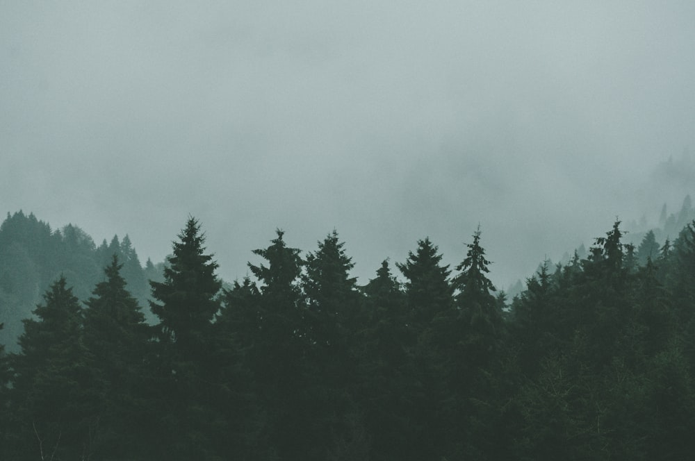 green trees under white sky