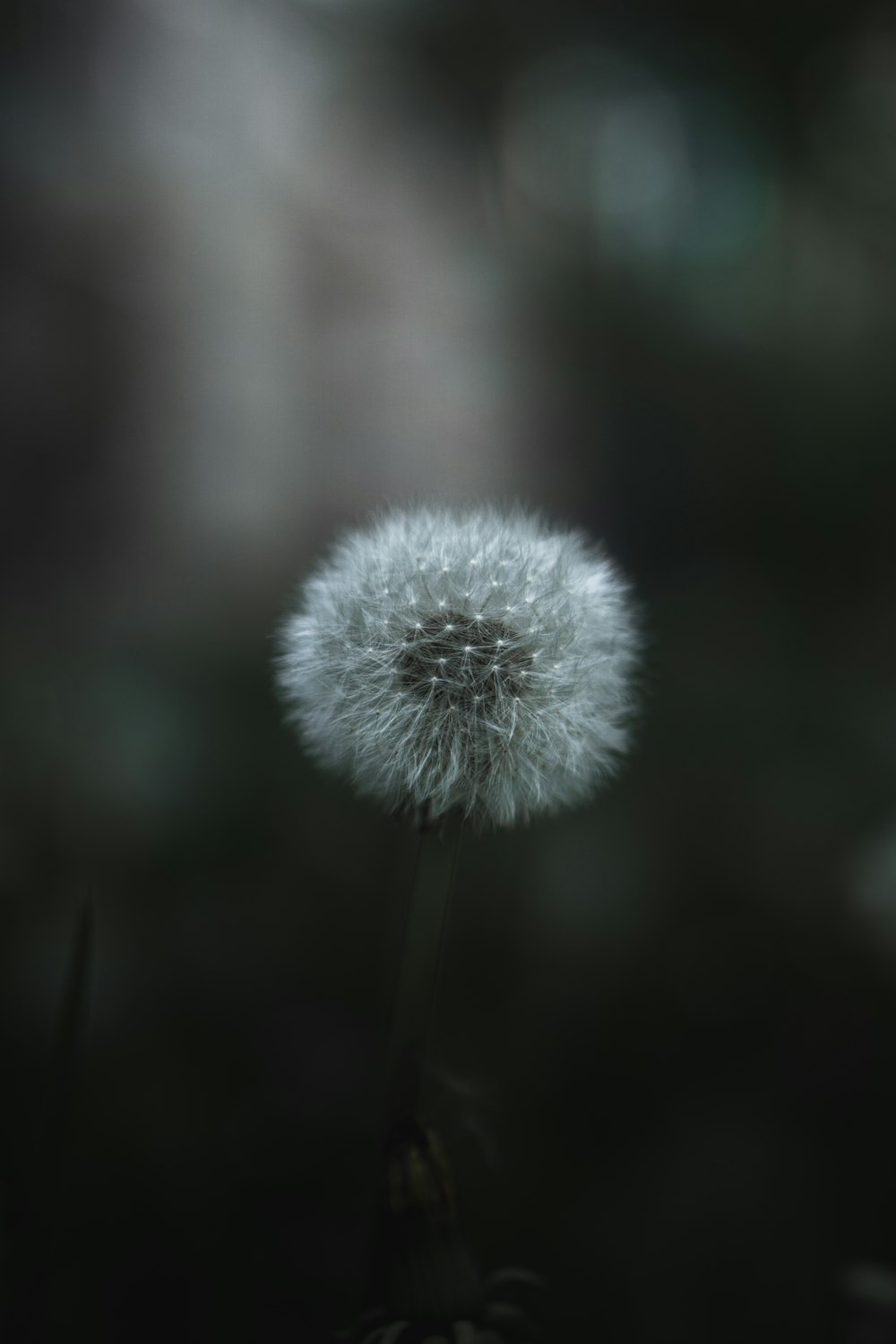 white dandelion in close up photography