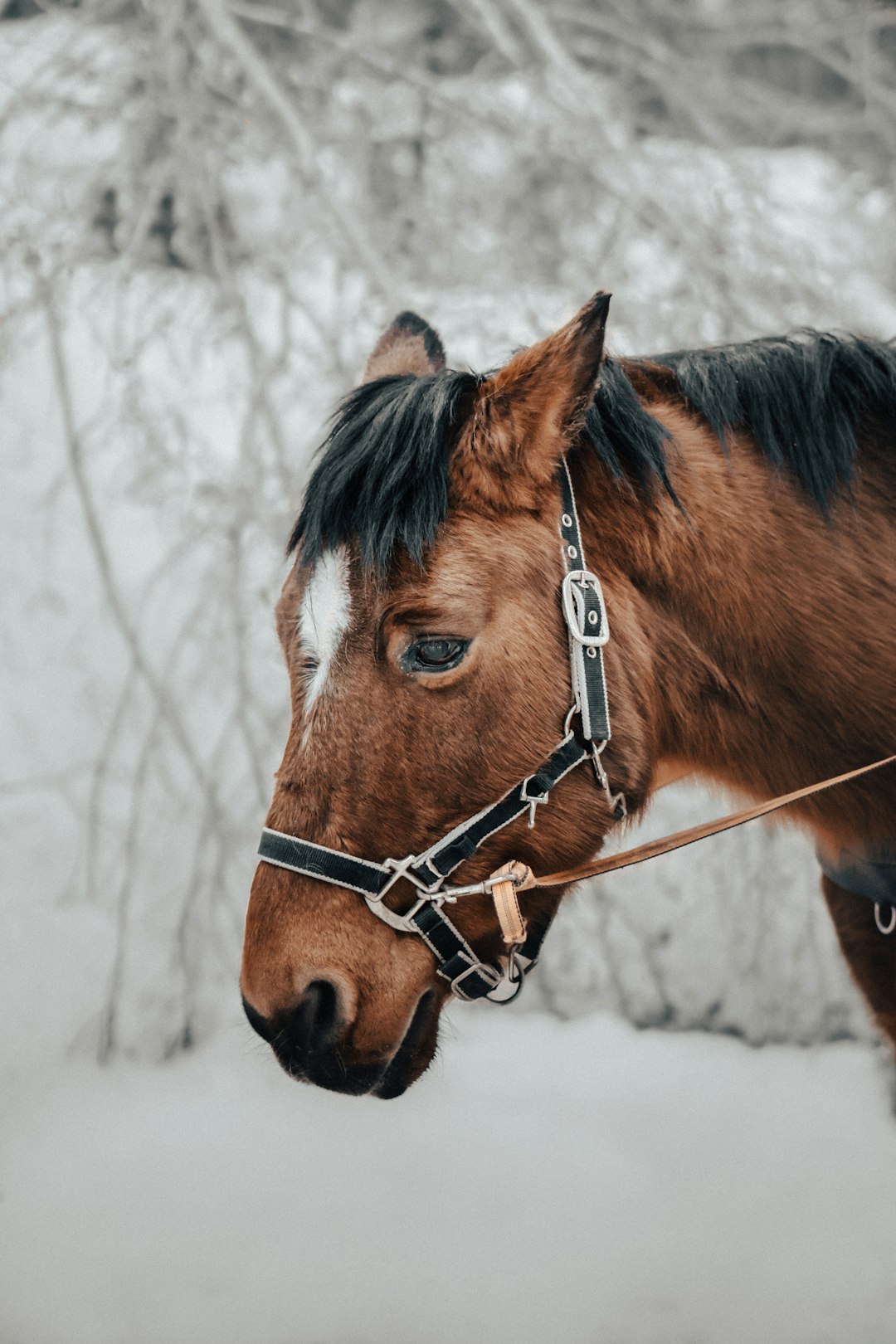brown horse with brown leather strap on white snow covered ground during daytime