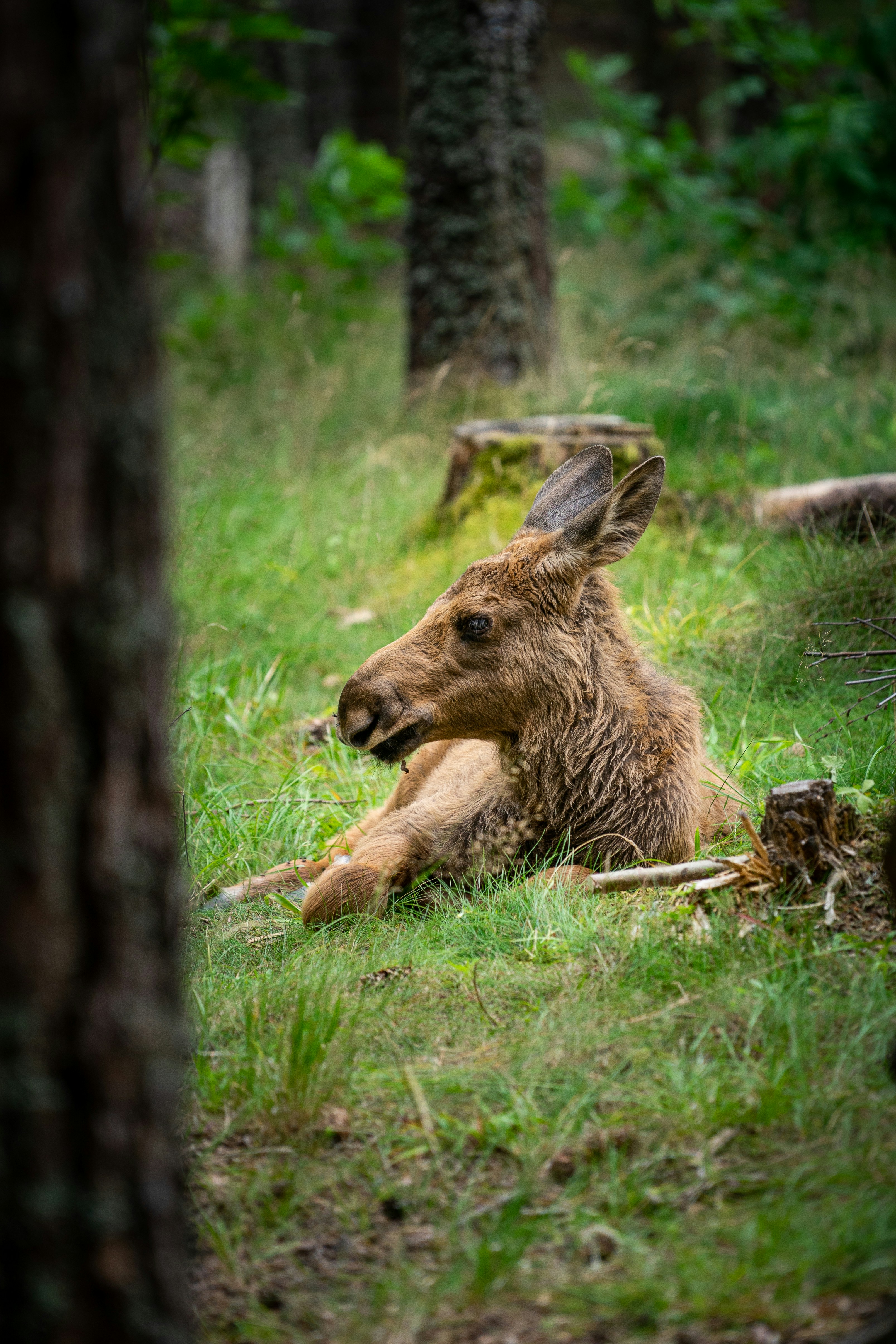 brown deer lying on green grass during daytime