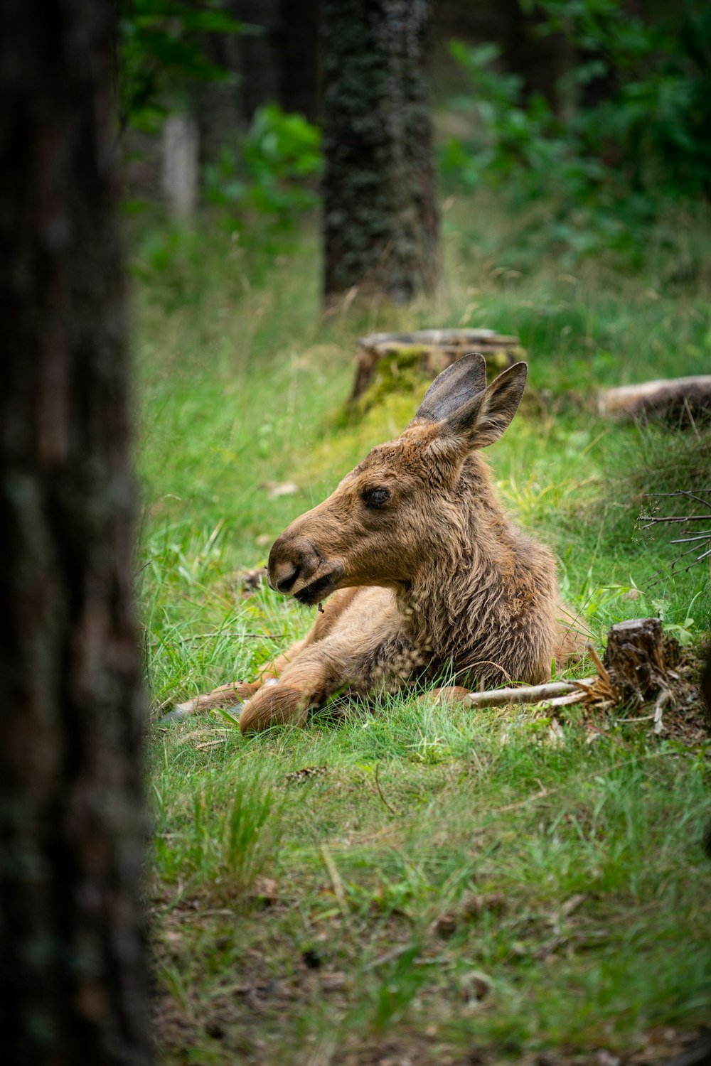 brown deer lying on green grass during daytime