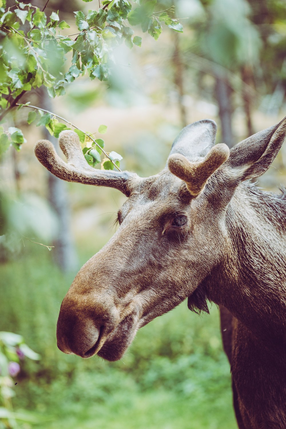 cerf brun dans l’herbe verte pendant la journée