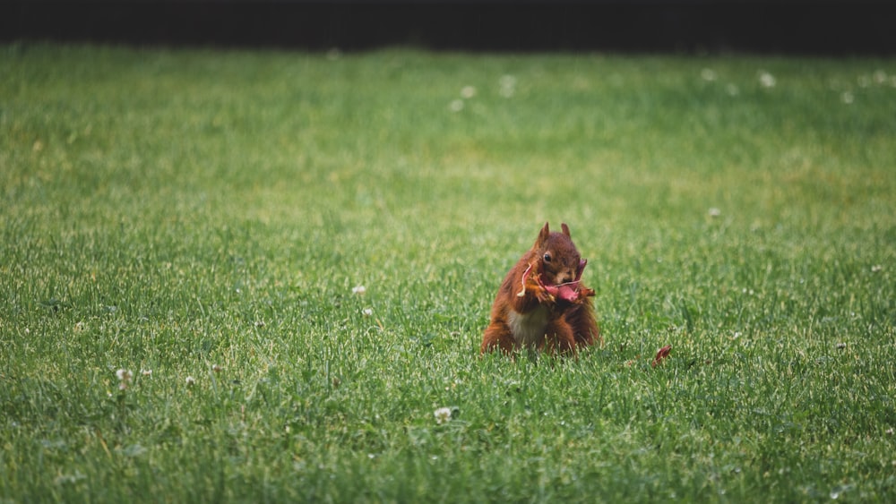 brown long coated dog on green grass field during daytime