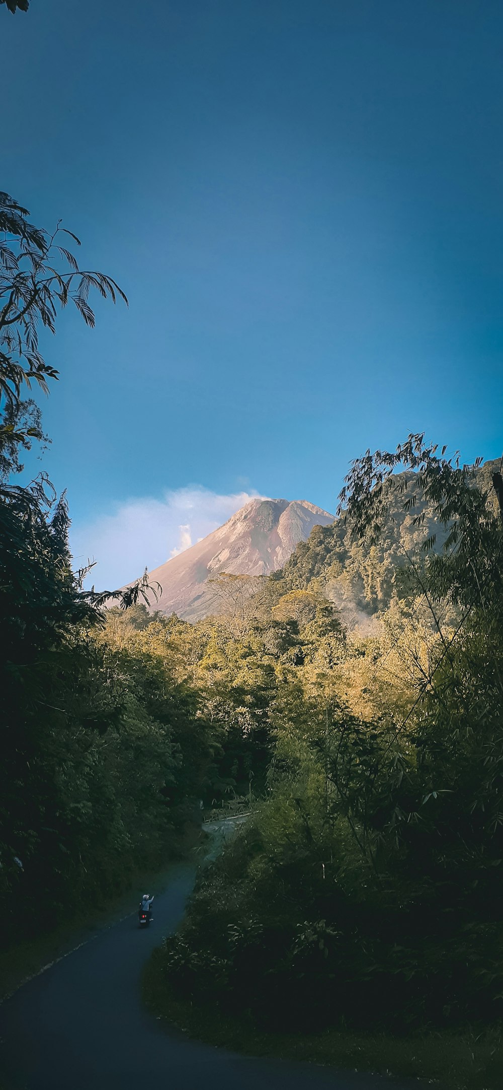 昼間の青空の下、山の近くの緑の木々