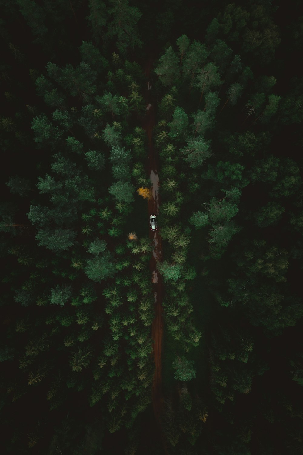 brown wooden stick on green tree