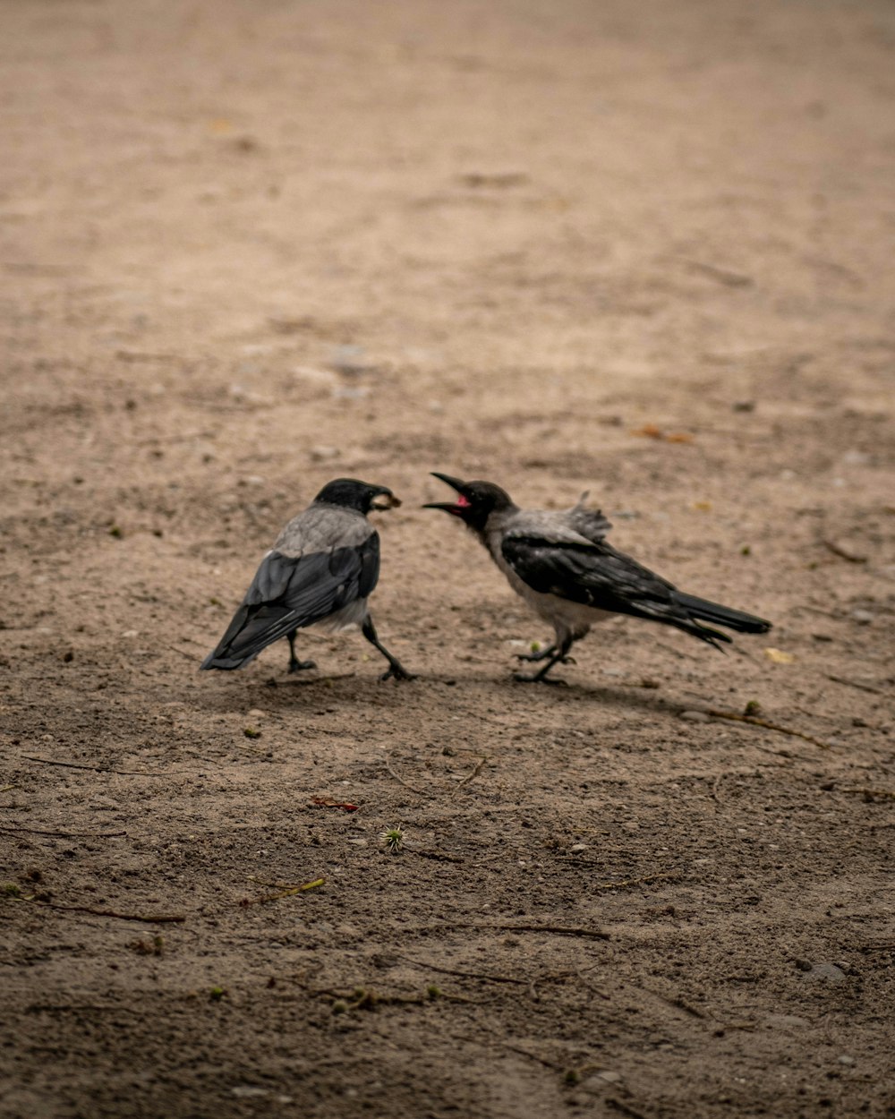 pássaro cinza e preto na areia marrom durante o dia