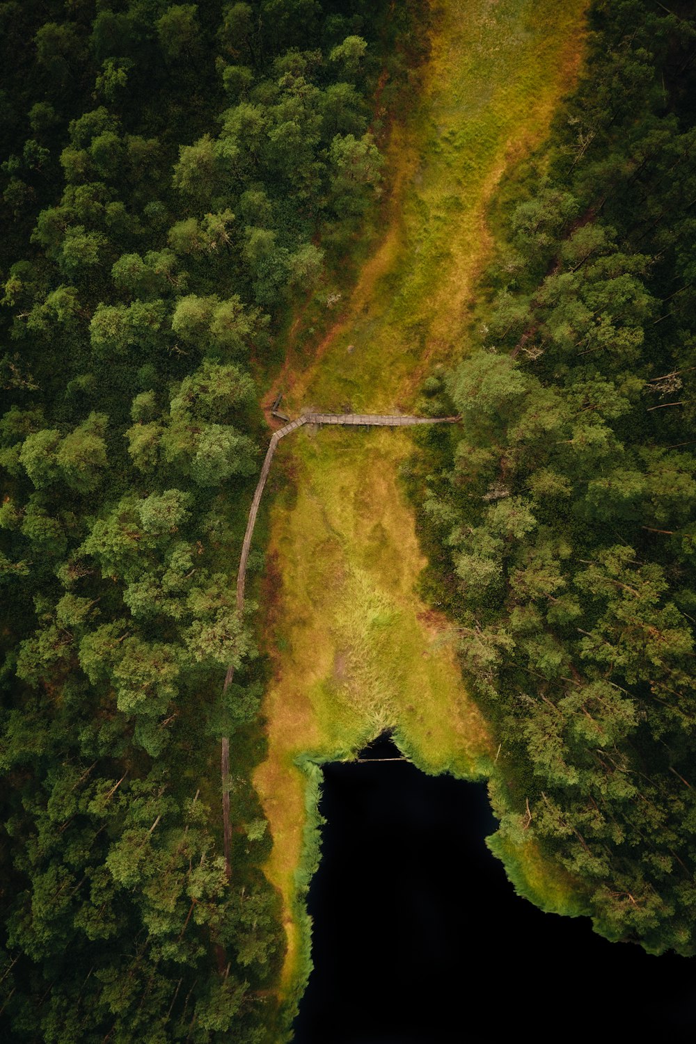 fire in the middle of forest