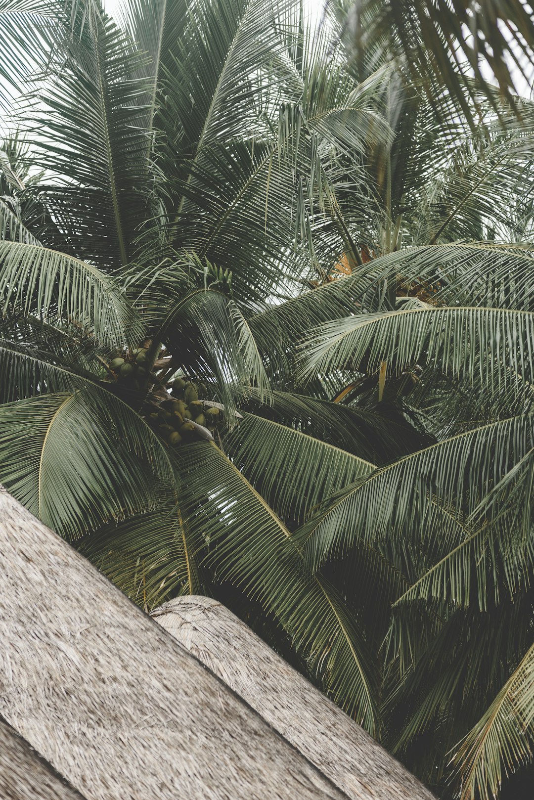 green palm tree beside brown tree trunk