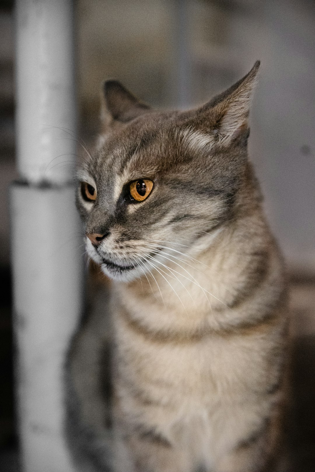 brown tabby cat on white metal pipe