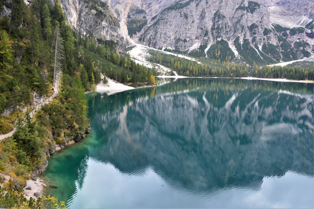 green trees near lake during daytime