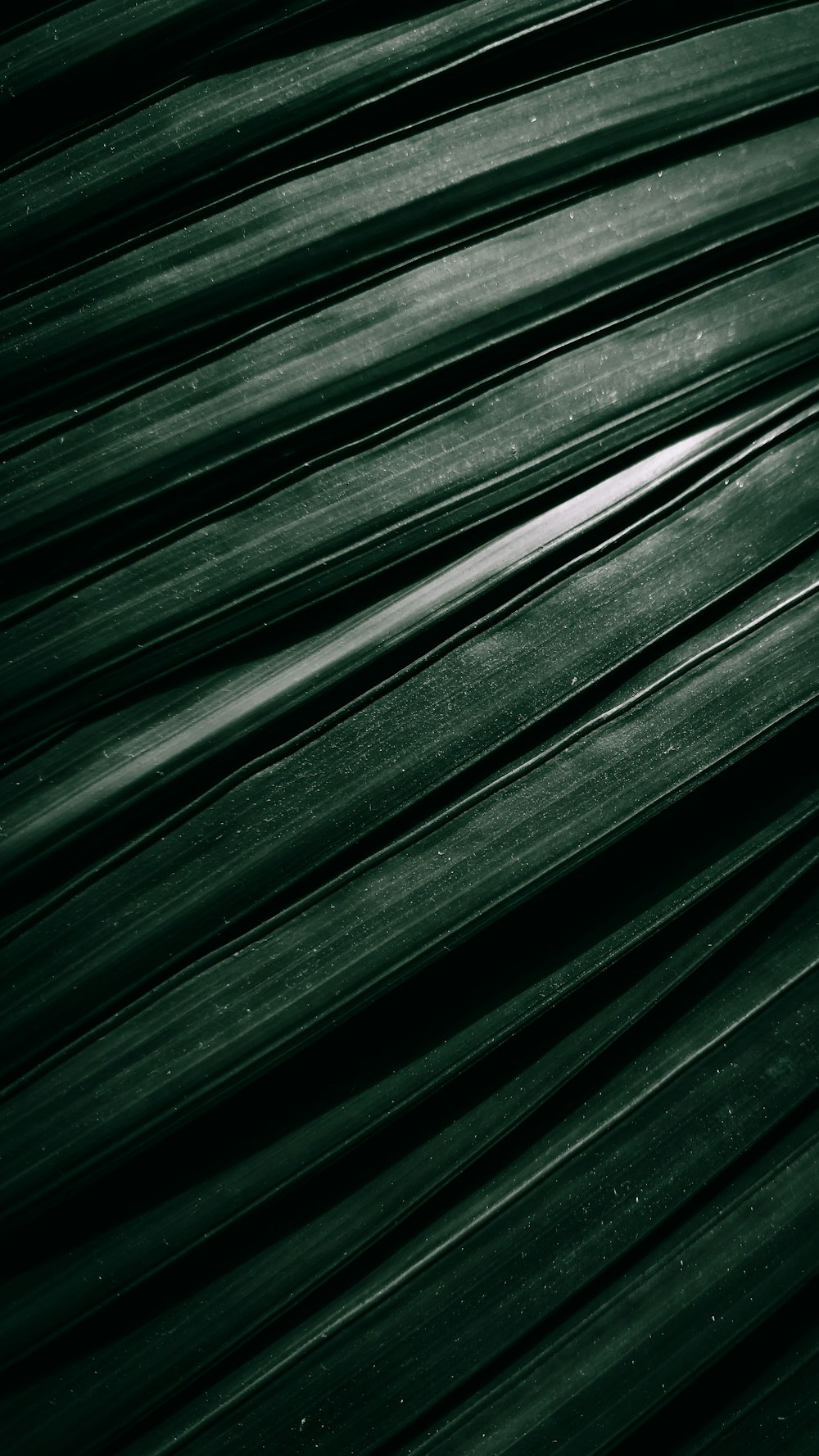 green leaf in close up photography