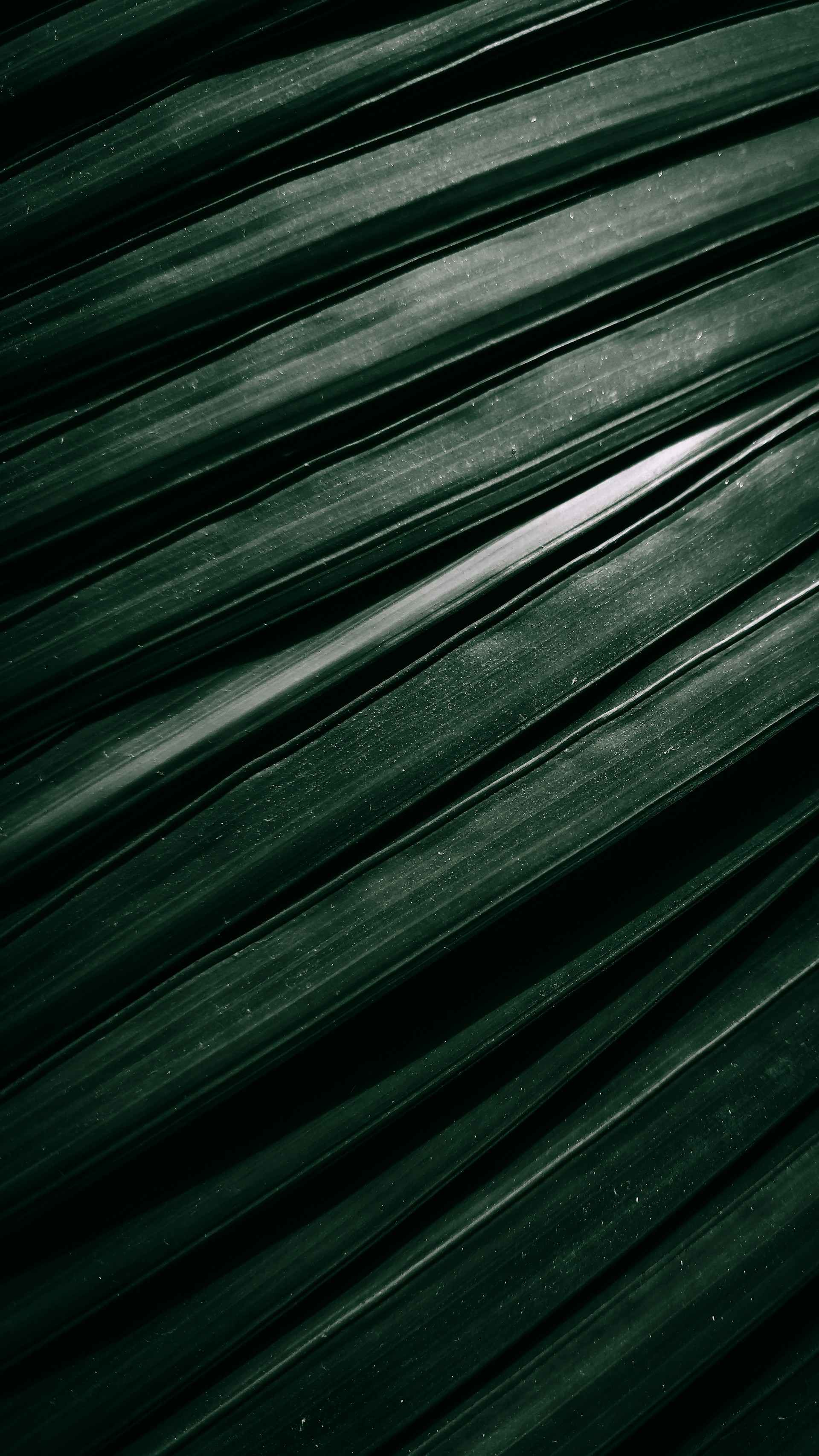 green leaf in close up photography