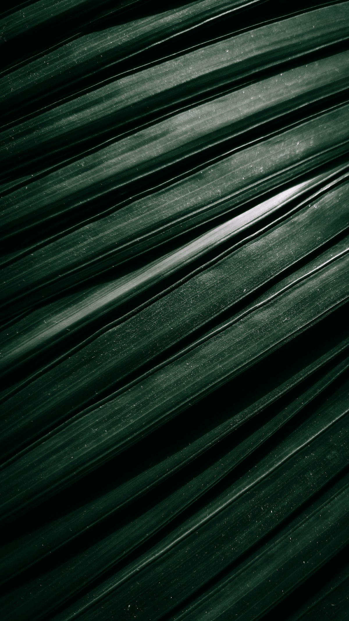 Dark green palm leaf close-up — Prithiviraj A on Unsplash