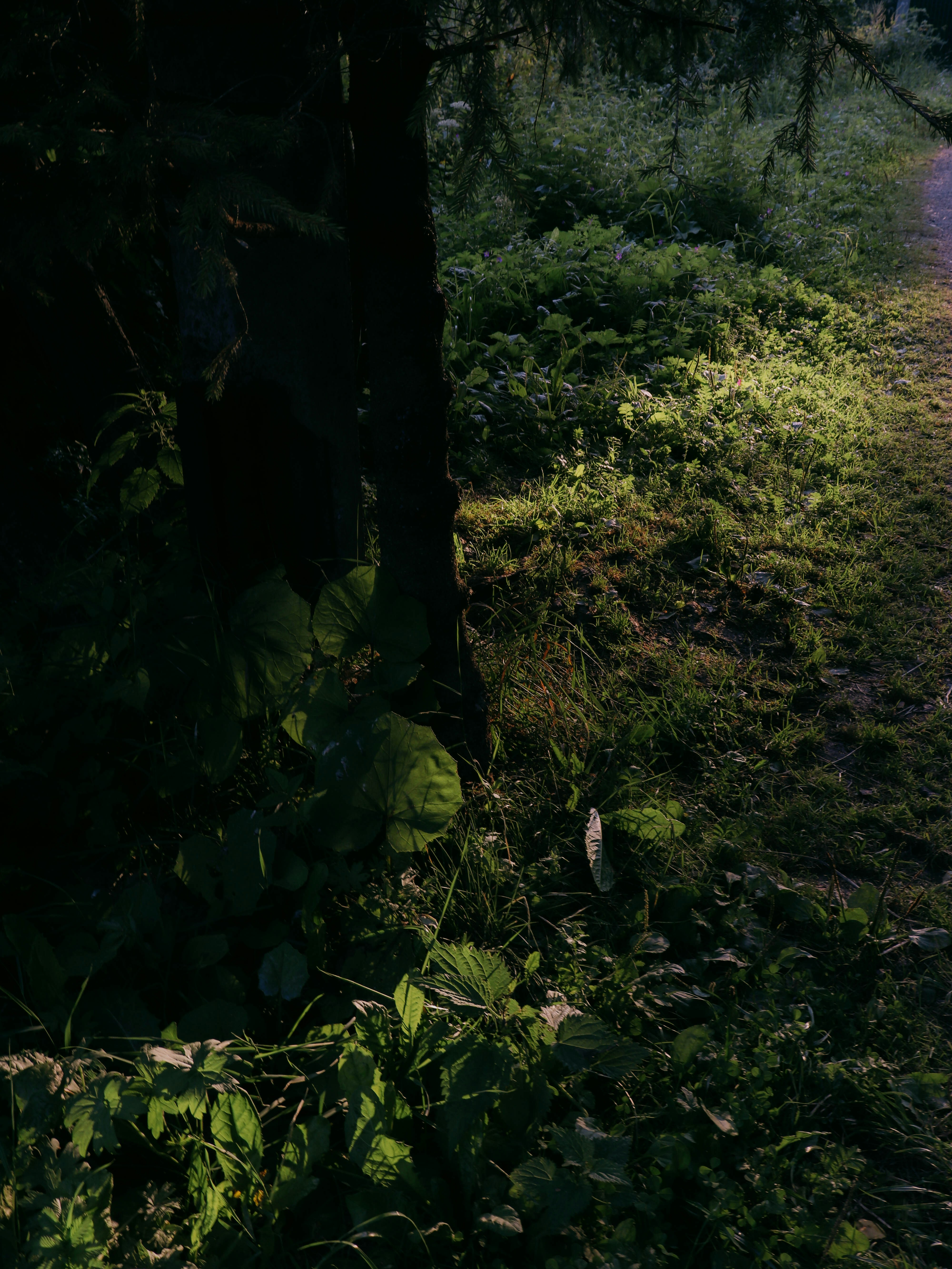 Photo by rlldied