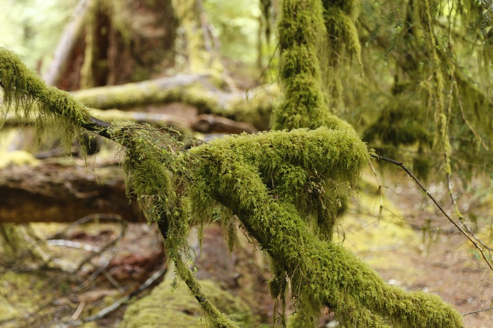 green moss on brown tree trunk