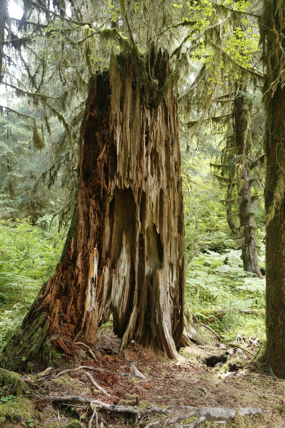 brown tree trunk on green grass field during daytime