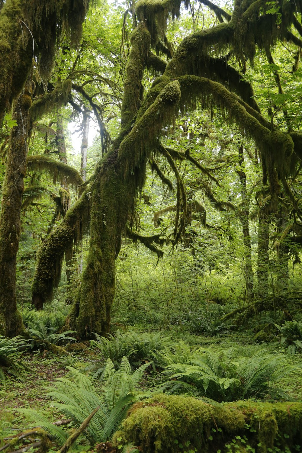 green and brown trees on green grass field during daytime