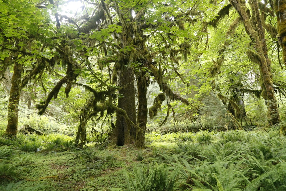 green grass and brown tree