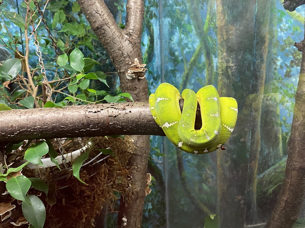 green snake on brown tree branch