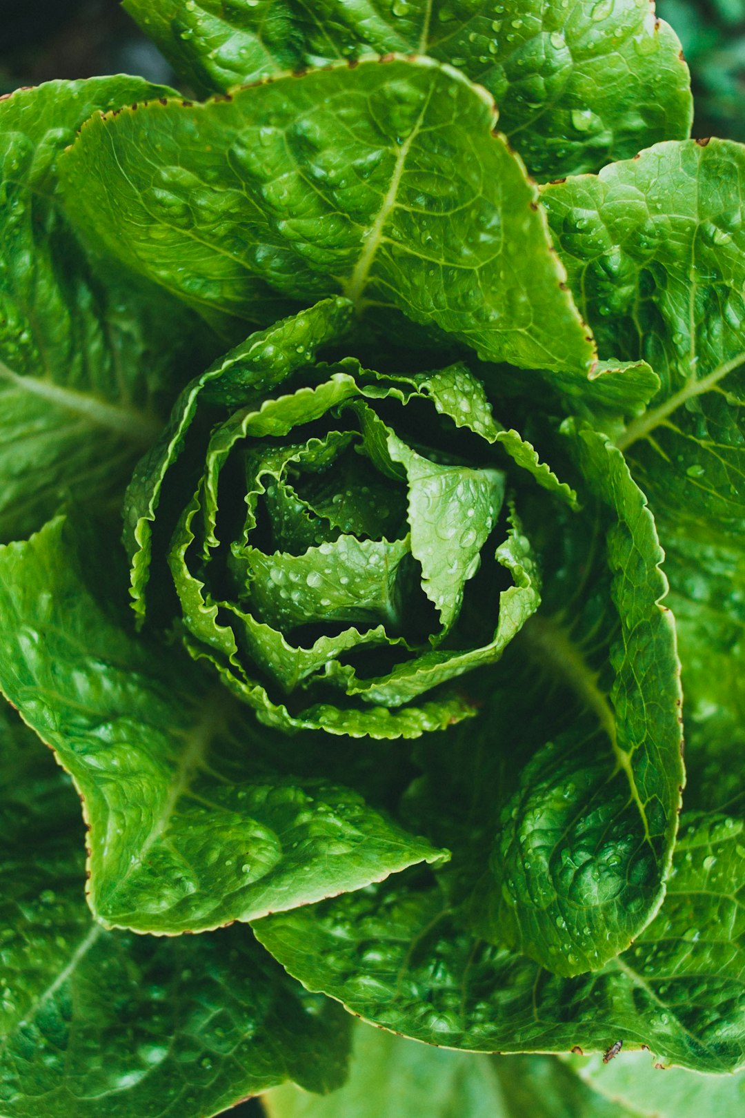 green leaf plant in close up photography