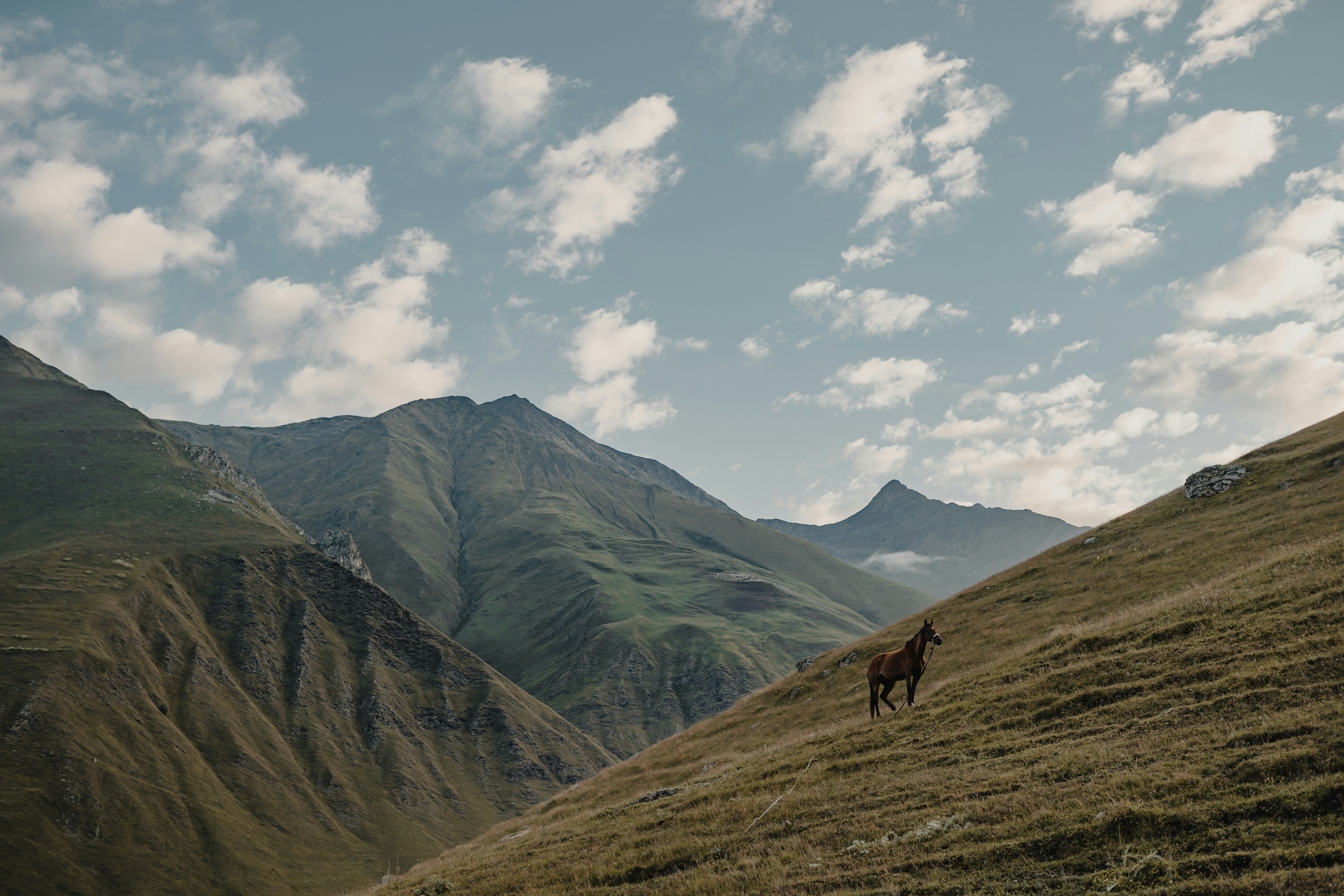 brown horse on green grass field near mountain under white clouds and blue sky during daytime, 