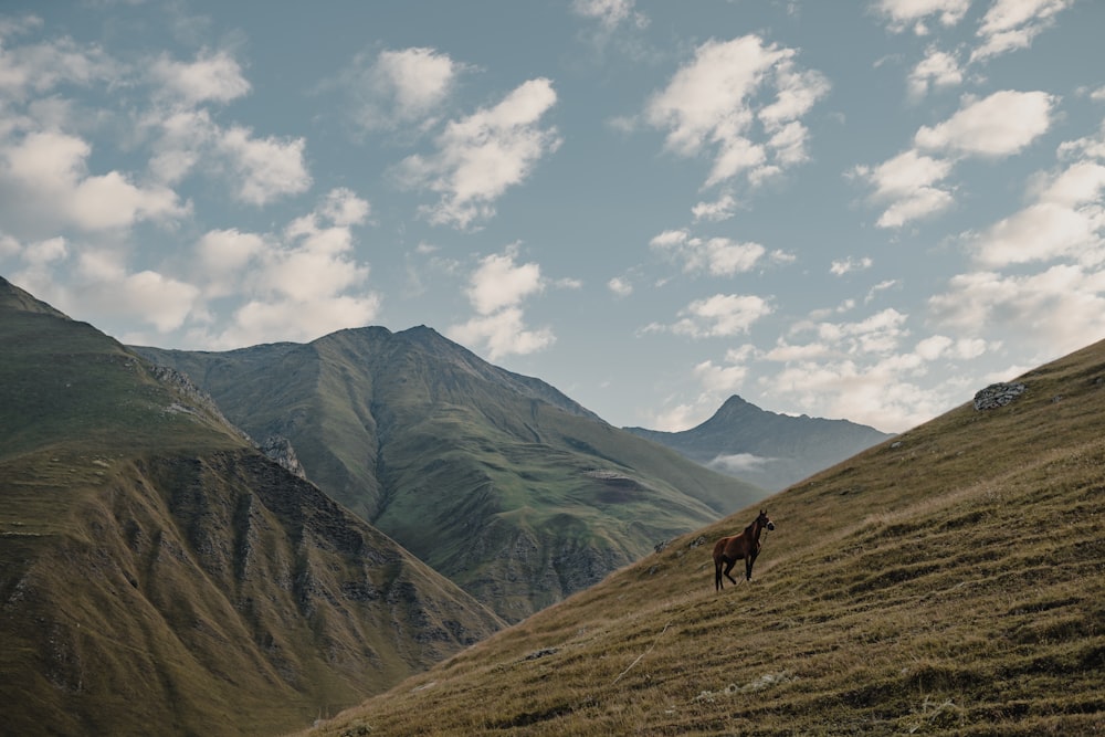 brown horse on green grass field near mountain under white clouds and blue sky during daytime