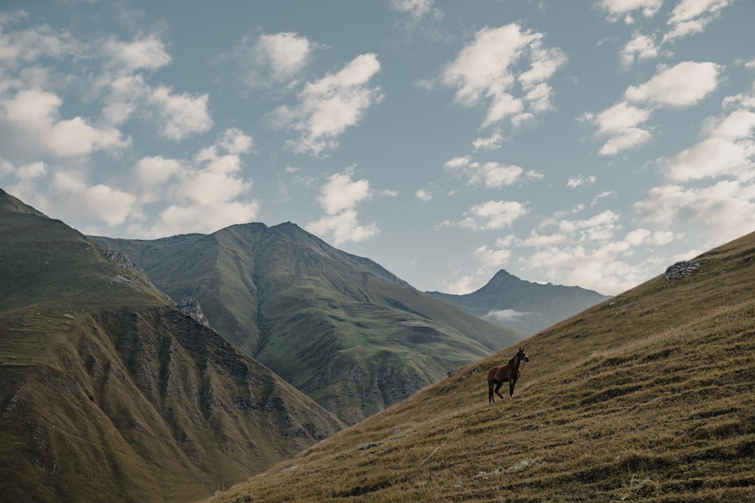 brown horse on green grass field near mountain under white clouds and blue sky during daytime