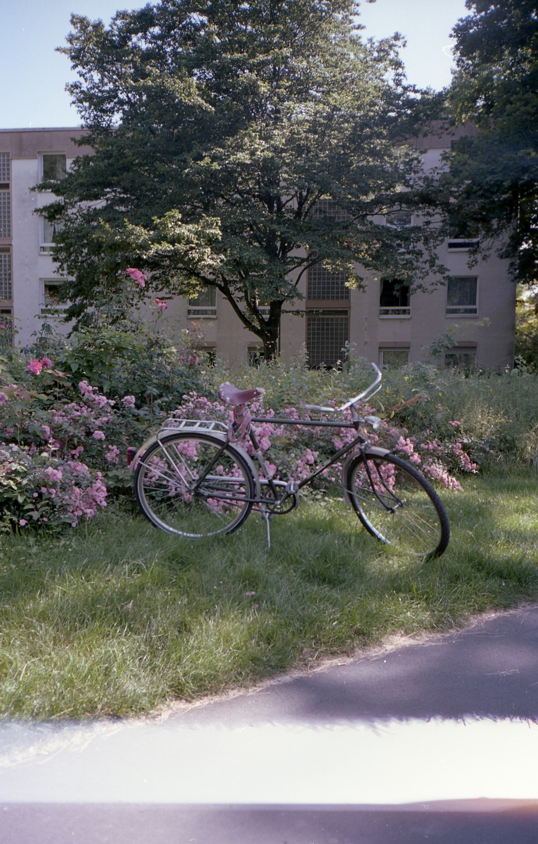 pink city bicycle on green grass field near pink flowers during daytime