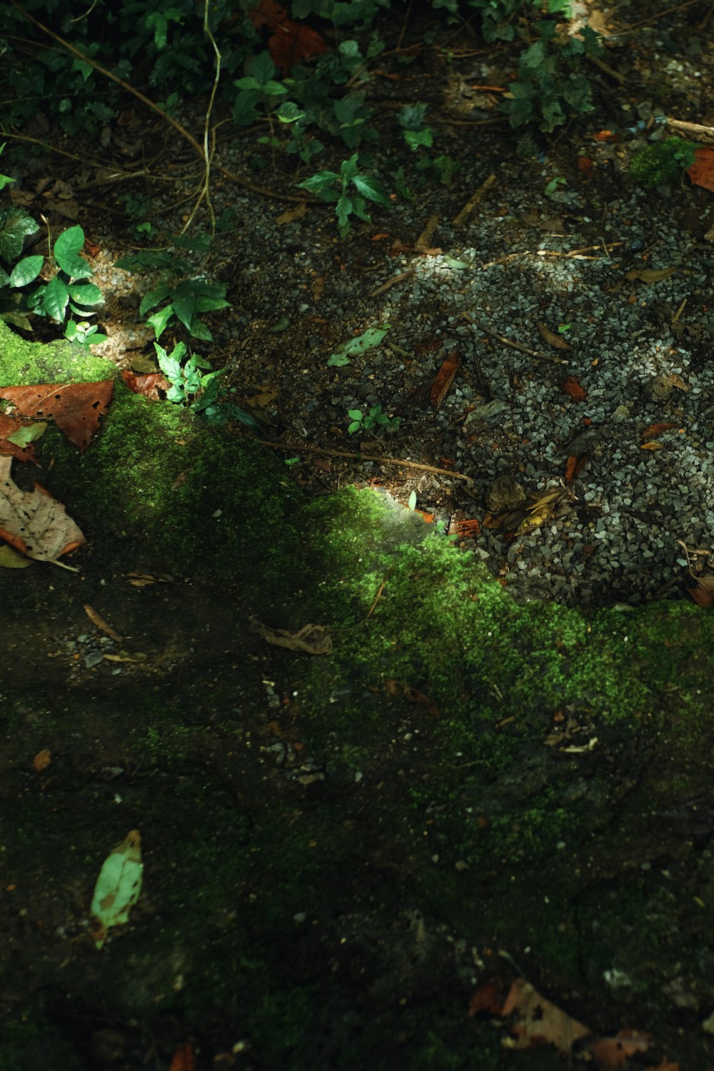 dried leaves on ground with dried leaves