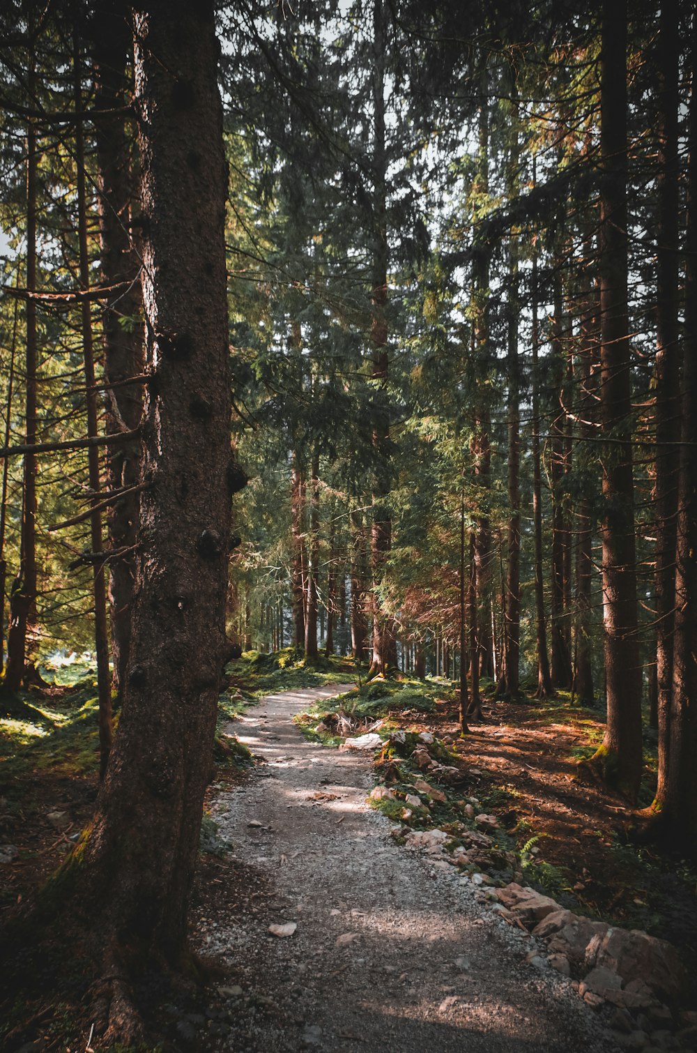 green trees on forest during daytime