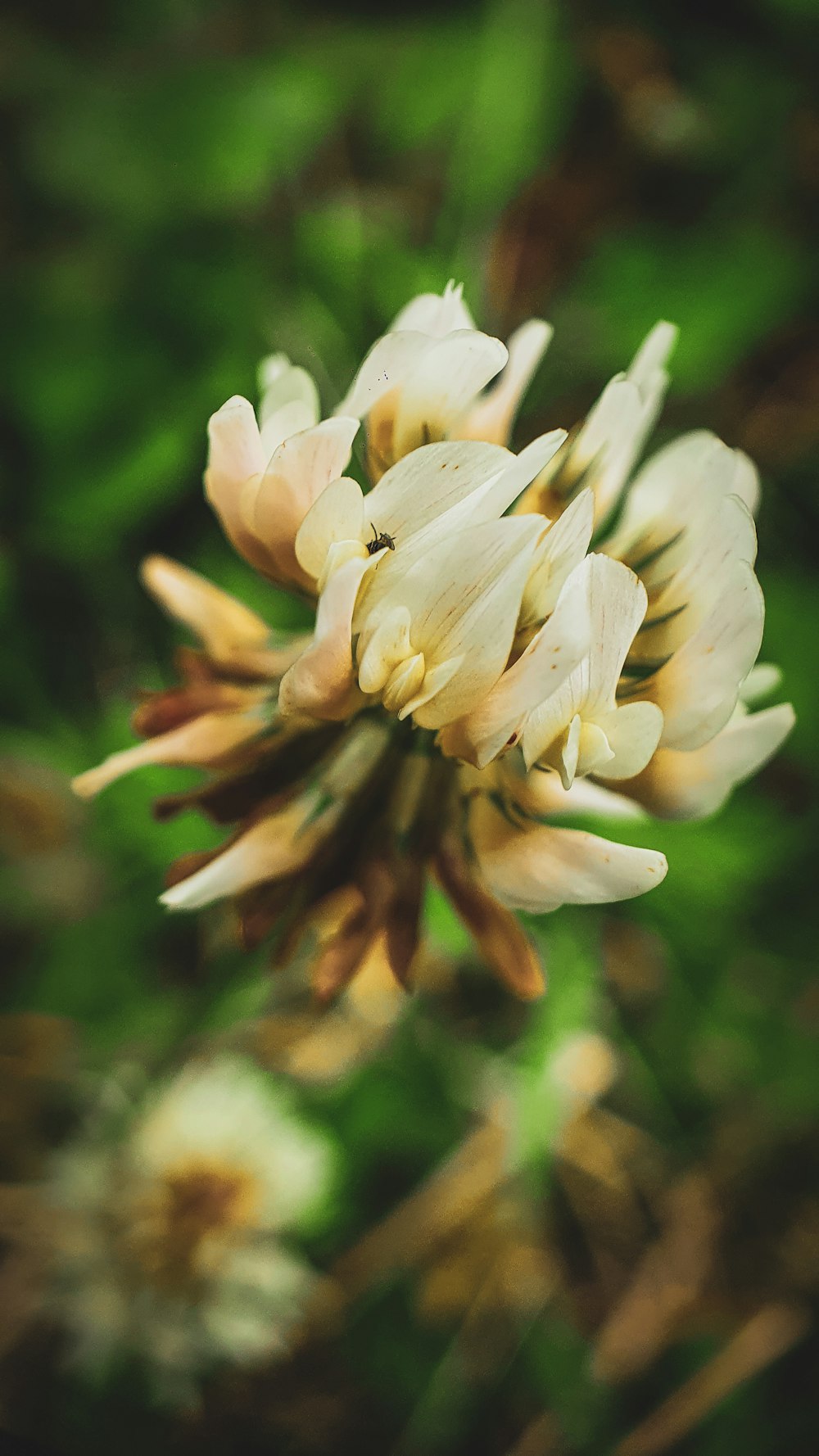 white flower in tilt shift lens