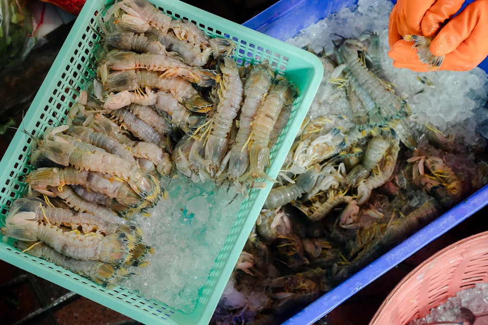 brown and white sea creature in blue plastic container