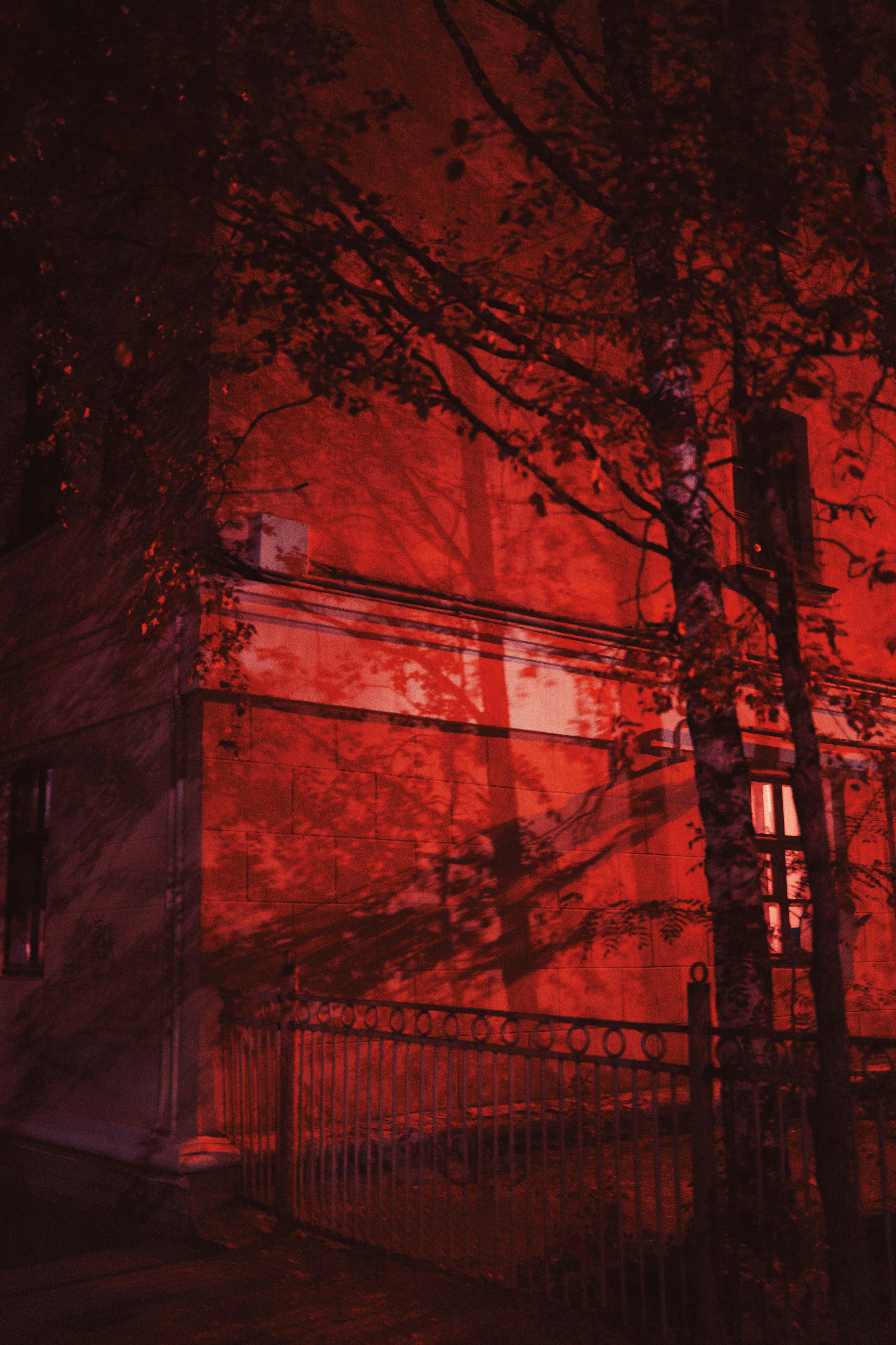 brown trees with red string lights during night time