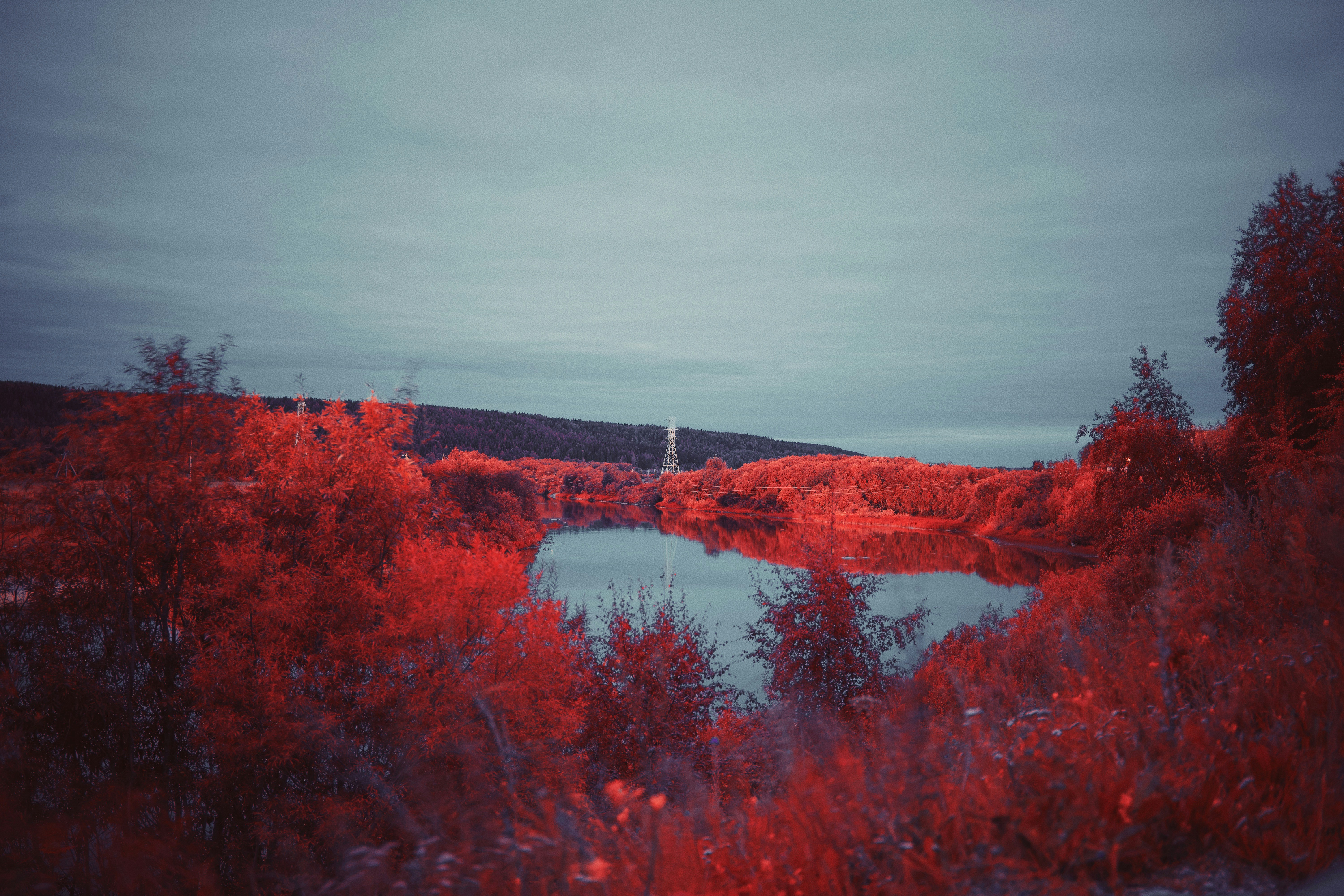 red and green trees near body of water during daytime