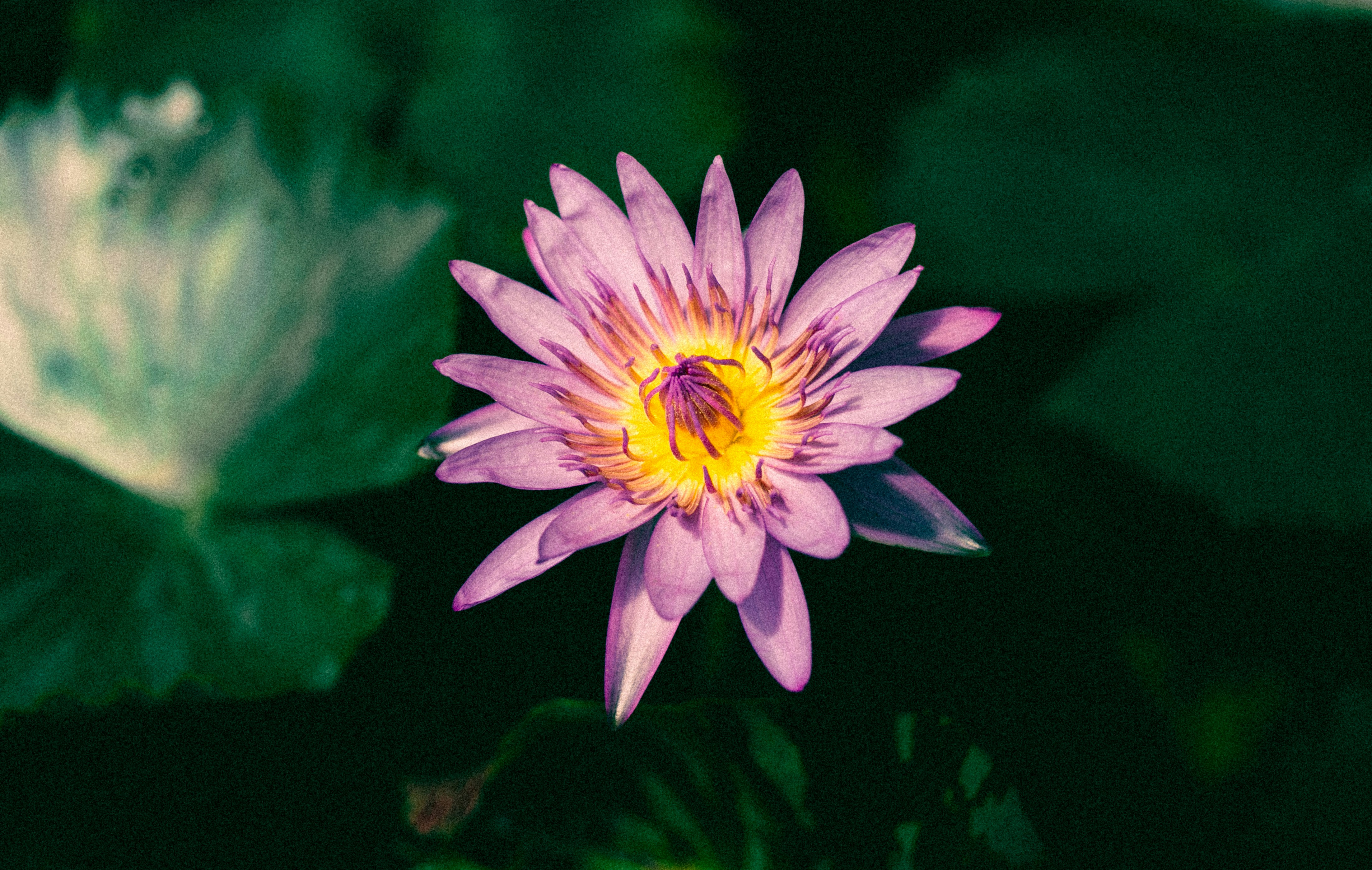 Photo by thaprobanana