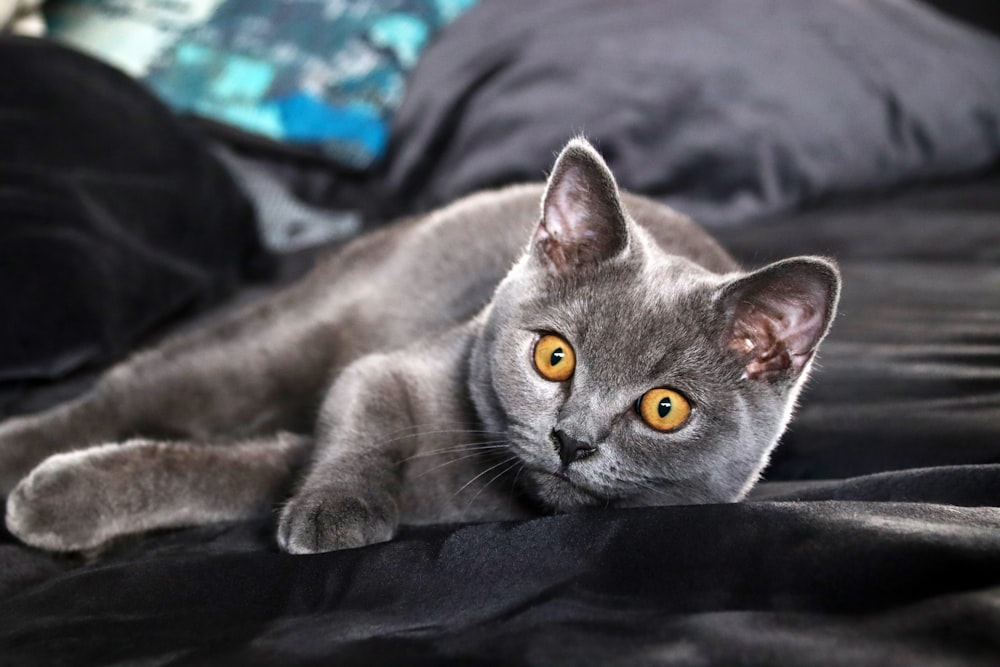 russian blue cat on black textile