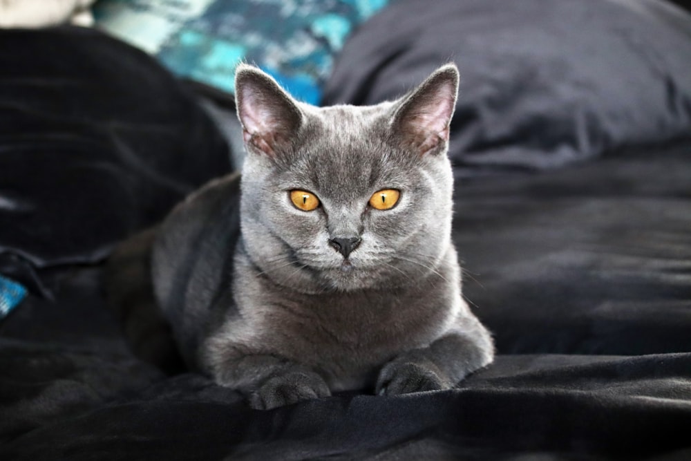 russian blue cat on black textile