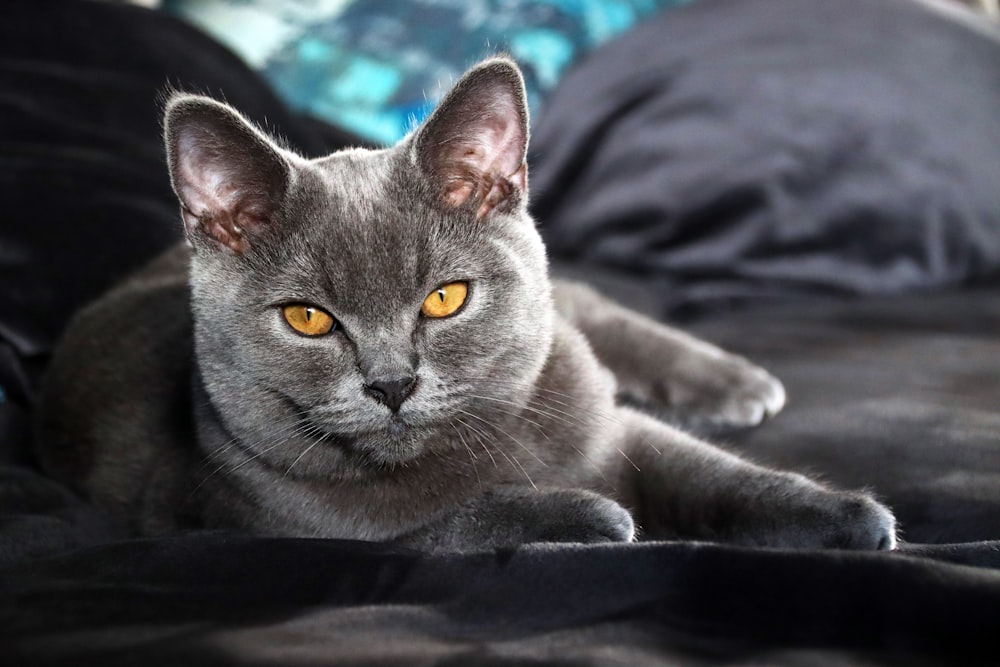 russian blue cat on black textile Image on Unsplash