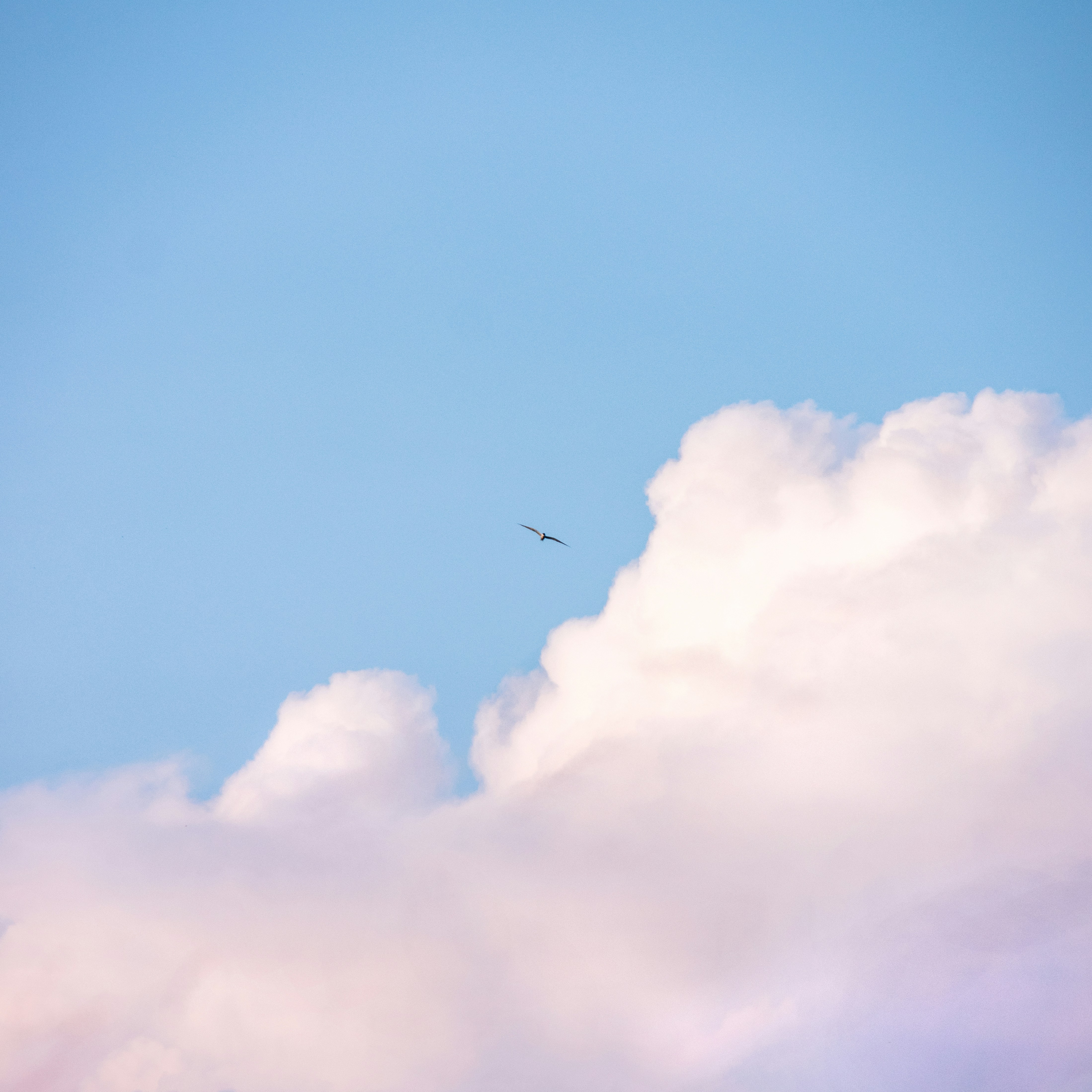 Photo by juliuscarmine