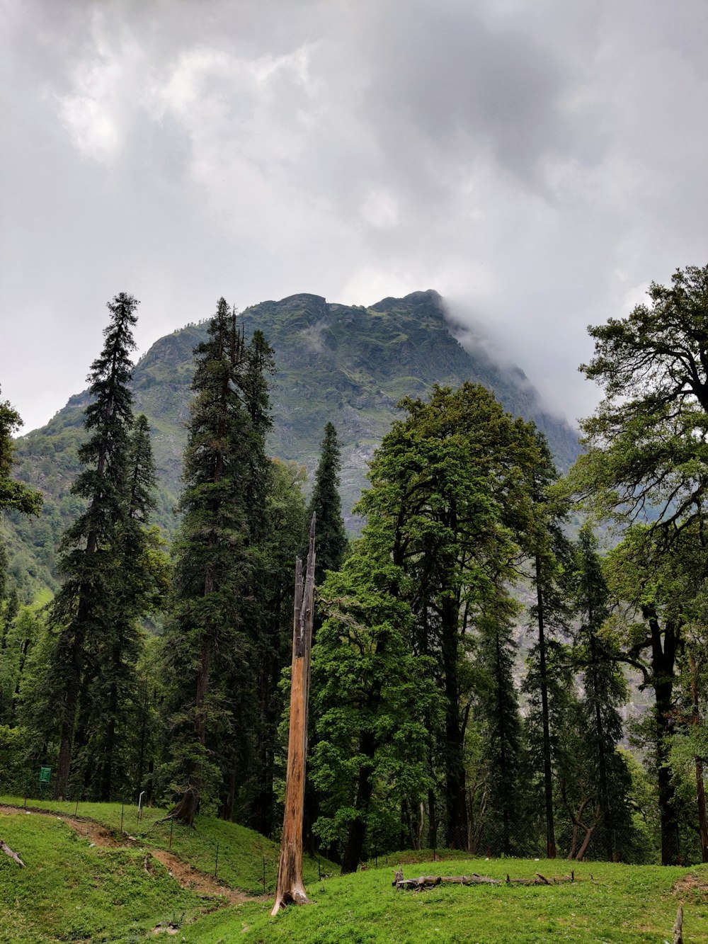 alberi verdi sul campo di erba verde vicino alla montagna sotto il cielo nuvoloso bianco durante il giorno