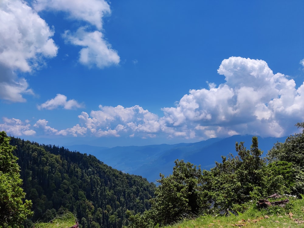 green trees under blue sky and white clouds during daytime