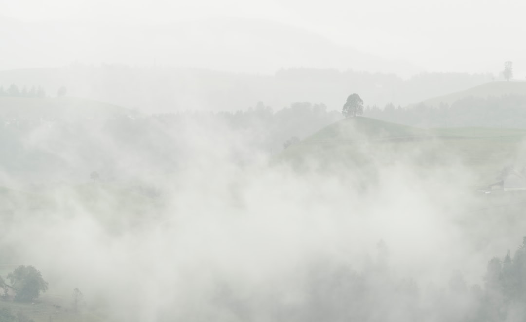 green trees covered by white clouds